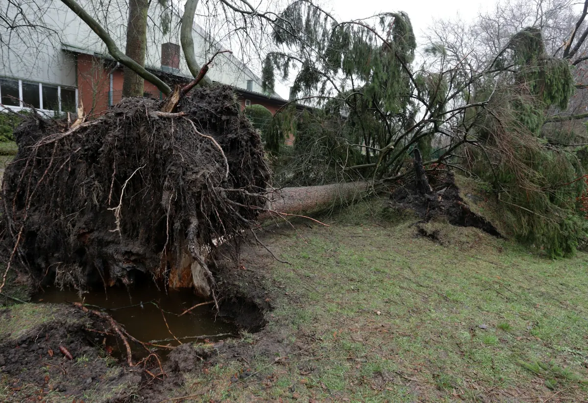 Storm-toppled tree uprooted against a house needing emergency removal in Sebastian, FL
