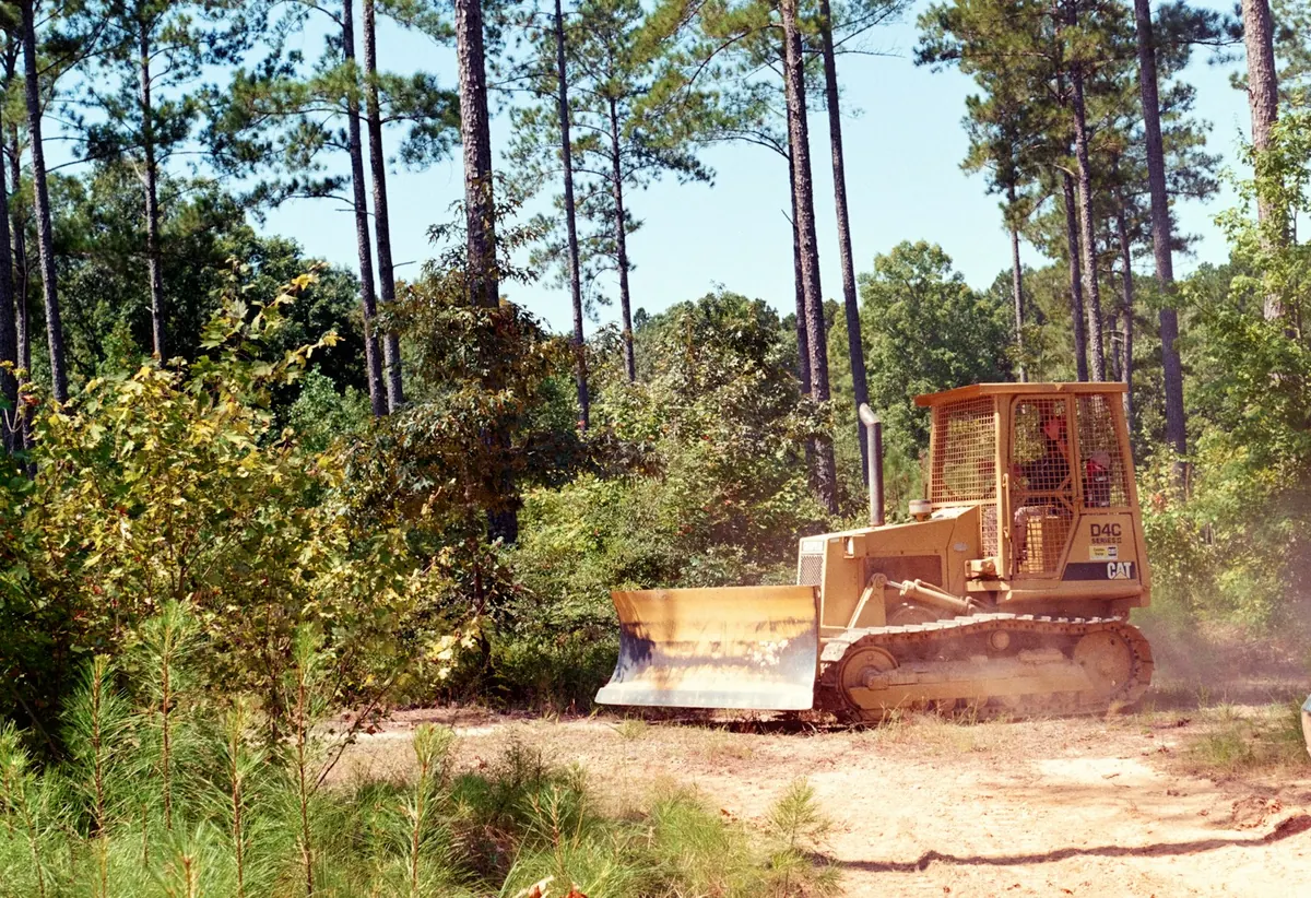 Bulldozer clearing brush and undergrowth from a wooded lot among tall pines in Sebastian, FL