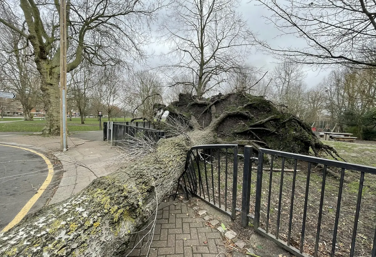 Large tree uprooted onto a fence after a storm in Sebastian, FL