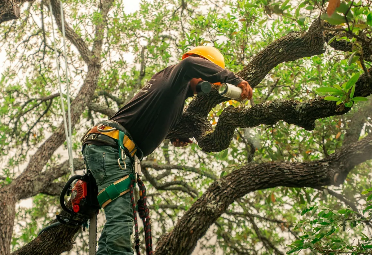 Tree worker in a safety harness and hard hat working high in a live oak during a tree removal in Sebastian, FL