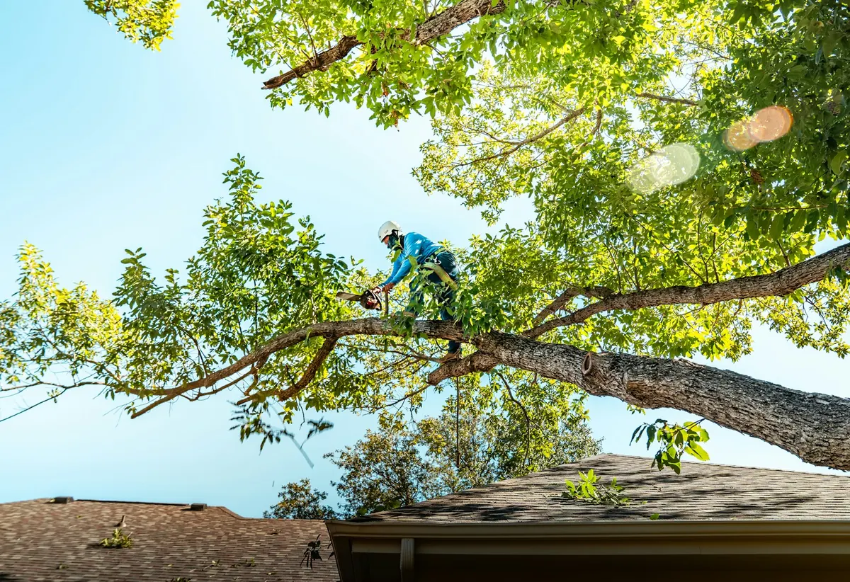 Tree climber trimming an oak limb with a chainsaw above a rooftop in Sebastian, FL